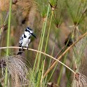 BWA NW OkavangoDelta 2016DEC01 Nguma 034 : 2016, 2016 - African Adventures, Africa, Botswana, Date, December, Month, Ngamiland, Nguma, Northwest, Okavango Delta, Places, Southern, Trips, Year